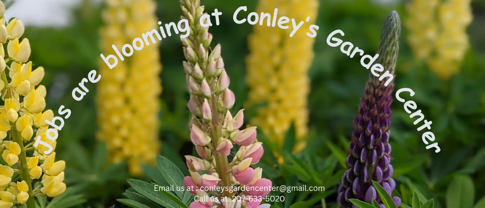 Jobs are blooming at Conley\'s Garden Center